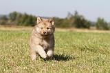 CHIEN FINNOIS DE LAPONIE 353